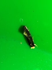 Monopis nigricantella