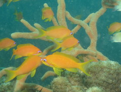 Pseudanthias squamipinnis