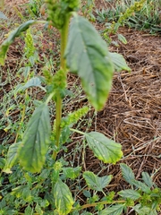 Amaranthus retroflexus