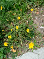 Asteraceae