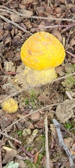 Amanita flavoconia