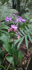 Calanthe masuca