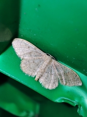 Idaea aversata