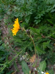 Asteraceae