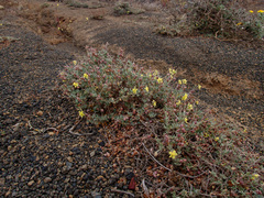 Helianthemum canariense