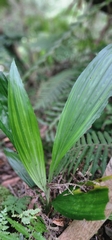 Calanthe masuca