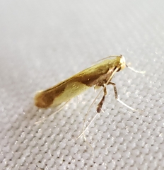 Caloptilia packardella