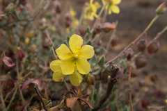 Helianthemum canariense
