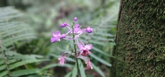 Calanthe masuca