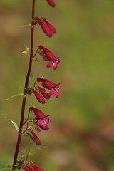 Penstemon
