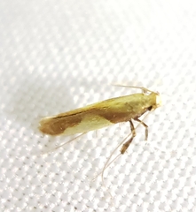 Caloptilia packardella
