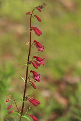 Penstemon