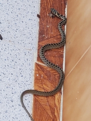 Hemorrhois hippocrepis