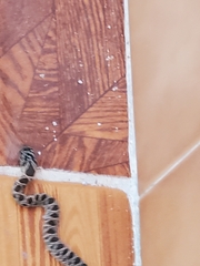 Hemorrhois hippocrepis