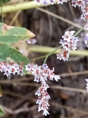Limonium gmelinii