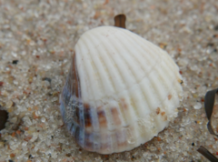 Cerastoderma edule