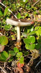Amanita vaginata