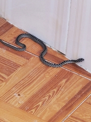 Hemorrhois hippocrepis