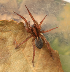 Trochosa spinipalpis