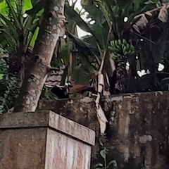 Galloperdix spadicea