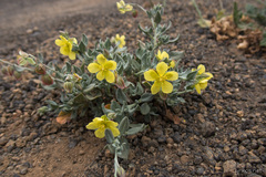 Helianthemum canariense