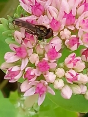 Platycheirus albimanus