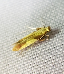 Caloptilia packardella