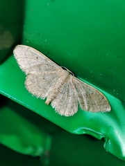 Idaea aversata