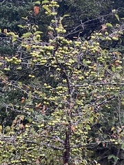 Malus coronaria