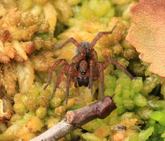 Trochosa spinipalpis