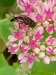 Platycheirus albimanus