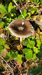 Amanita vaginata