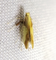Caloptilia packardella