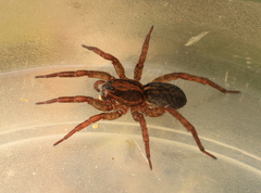 Trochosa spinipalpis