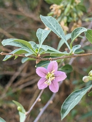Angiospermae