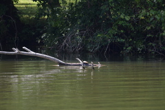 Graptemys ouachitensis