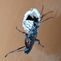 Chalybion bengalense