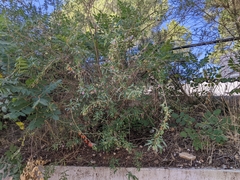 Angiospermae