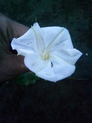 Ipomoea alba