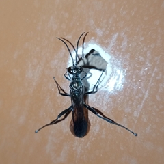 Chalybion bengalense