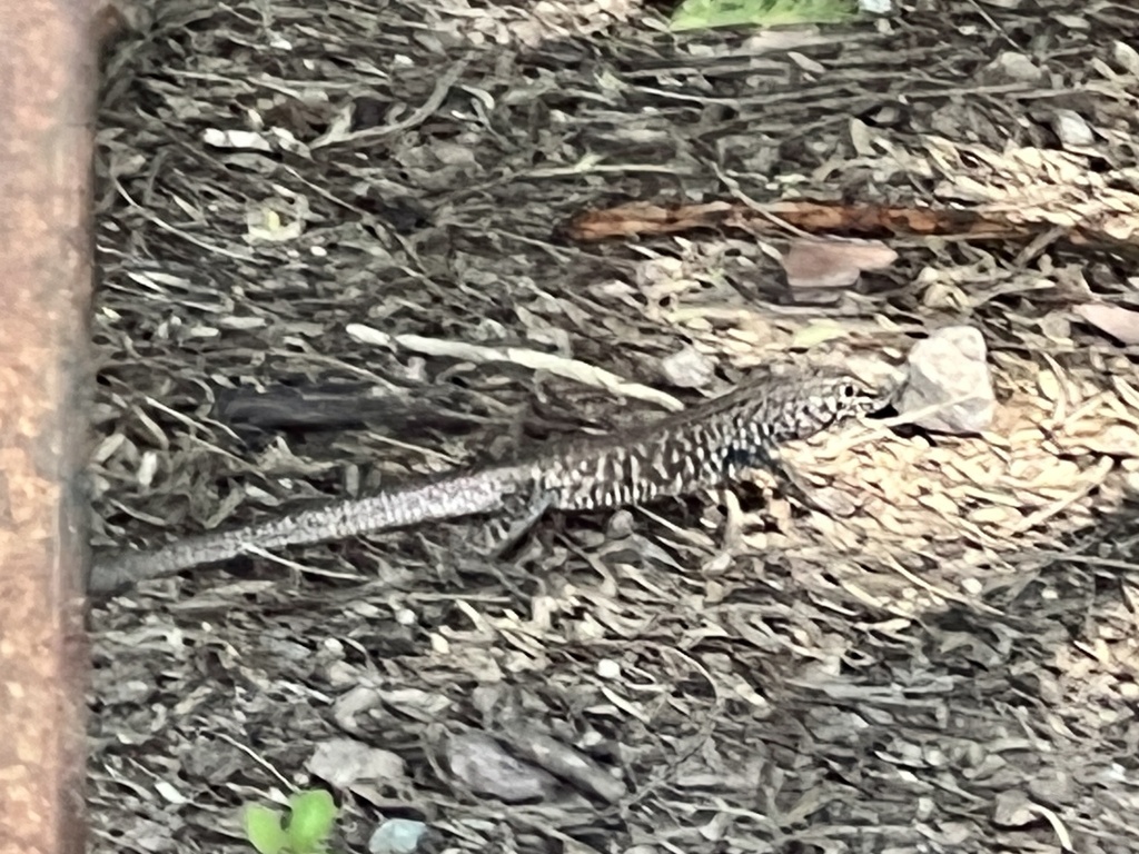 Western Whiptail From Sweetwater Wetlands Park, Tucson, AZ, US On ...