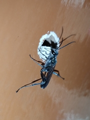 Chalybion bengalense