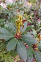 Rhododendron caucasicum
