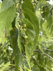 Pachypsylla