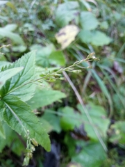 Veronica urticifolia