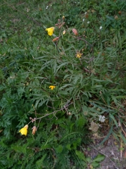 Diplotaxis tenuifolia