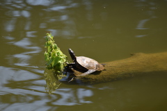 Trachemys scripta