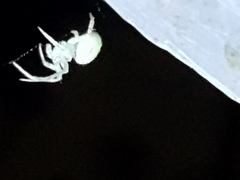 Araneus circulissparsus