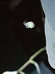Araneus circulissparsus