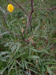 Diplotaxis tenuifolia